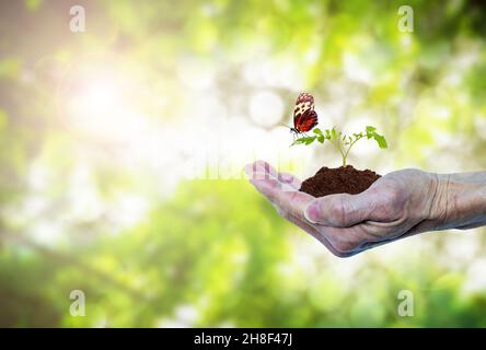 Journée de la Terre ou concept de conservation de la forêt montrant la main d'un aîné âgé tenant une plantule d'arbre en croissance avec papillon.Environnement vert na Banque D'Images