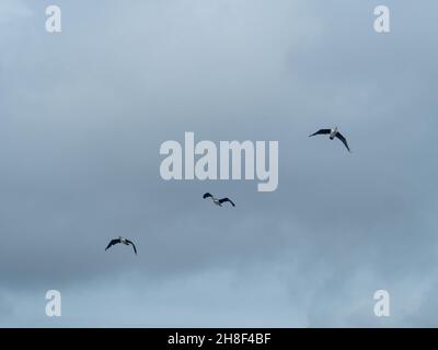 Trois pélicans australiens volant dans une rangée, en haut dans le ciel gris nuageux, Australie Banque D'Images
