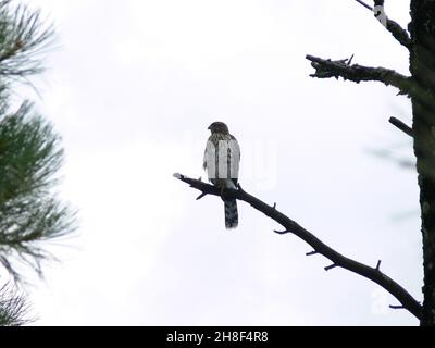 Un Cooper's Hawk offre une vue latérale depuis une branche haute. Banque D'Images