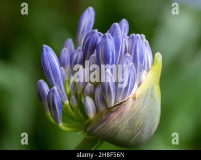 Gros plan d'une Agapanthus bleu violet plante boutons de fleur ouverture. Floraison vers la fin du printemps. Arrière-plan vert flou Banque D'Images