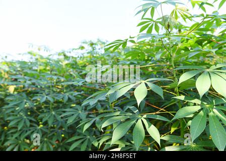 Le manioc feuilles cultures en vert, arbre tropical plante manioc plantation champs verts nature agricole plante arbre Banque D'Images