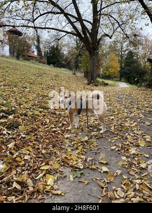 Photo verticale d'un joli chien Akita debout dans le beau parc avec beaucoup de feuilles sur le sol Banque D'Images