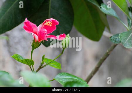 Joba rouge, bagola joba, Hibiscus Rosa Sinensis, dans son jardin.Howrah, Bengale-Occidental, Inde. Banque D'Images