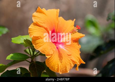 Pétales de joba y de couleur jaune, Hibiscus Rosa Sinensis, dans son jardin.Howrah, Bengale-Occidental, Inde. Banque D'Images