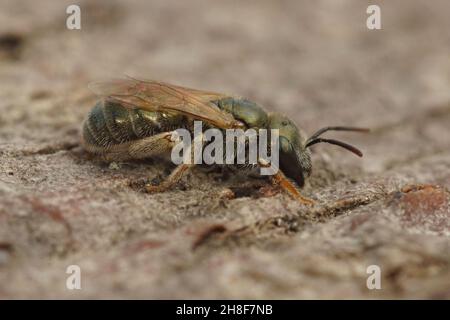 Gros plan sur une petite abeille solitaire métallique verte, Halictus gemmeus Banque D'Images