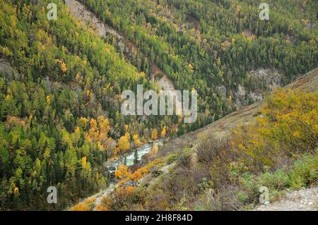 Une petite rivière de montagne coule le long du fond d'un profond canyon entouré de pins verts et de larches jaunées.Cascades de Mazhoi, Altaï, Sibérie, Russie Banque D'Images