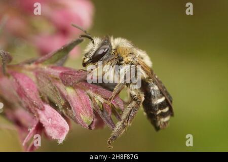 Gros plan d'une femelle de l'abeille solitaire rouge, Melitta tricincta Banque D'Images