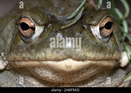 Crapaud du désert de Sonoran (Incilius alvarius) Banque D'Images