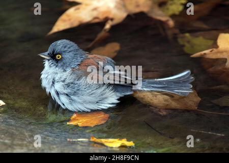 Bain Junco à l'œil jaune (Junco phaeonotus) Banque D'Images