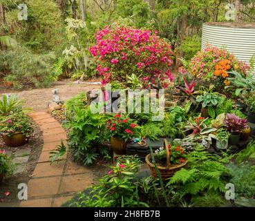 Spectaculaire jardin tropical coloré avec fougères luxuriantes et plantes à fleurs, beaucoup dans des conteneurs, avec mur bas et chemin, en Australie Banque D'Images