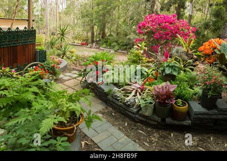 Spectaculaire jardin tropical coloré avec fougères luxuriantes et plantes à fleurs, beaucoup dans des conteneurs, avec mur bas et chemin, en Australie Banque D'Images