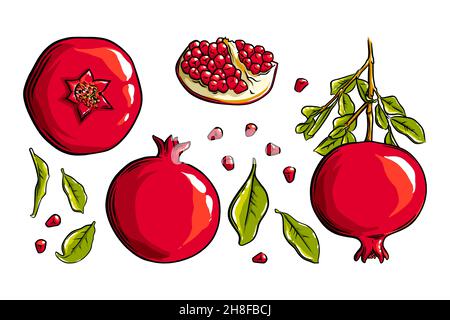 Fruit de grenade, graines et plante.Fruits exotiques de grenade colorés.Illustration vectorielle isolée sur fond blanc Illustration de Vecteur