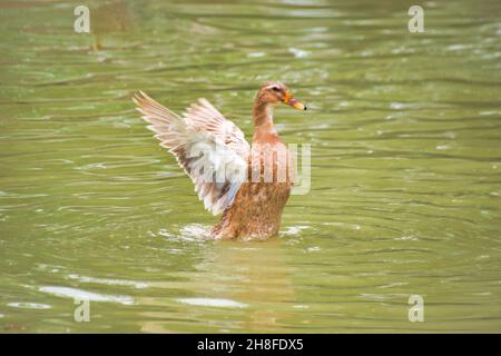 Sarcelle eurasienne.Anas crecca.Sarcelle commun.C'est un canard commun et répandu Banque D'Images