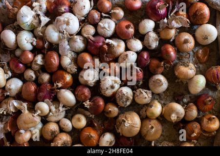 Un fond d'un grand nombre d'oignons colorés.Récolte d'oignons.Vue de dessus.Pose à plat. Banque D'Images