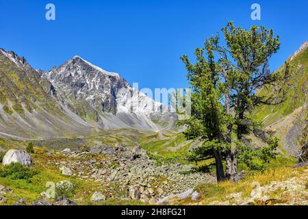 Vieux cèdre sur le fond de la toundra sibérienne dans les hautes terres.Trois troncs d'arbre poussent d'une racine.Montagnes de l'est du Sayan.Buryatia.Russie Banque D'Images