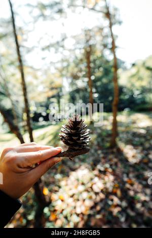 cônes de pin et feuilles de pin dans la forêt, décorations de noël Banque D'Images