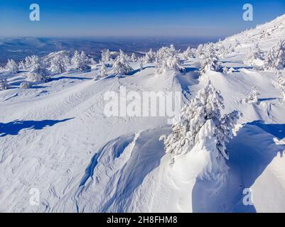 Toundra arbres glacés après vent fort et gel contre ciel bleu, tempête de neige. Banque D'Images