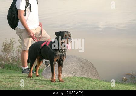 Chien et propriétaire au bord du lac.Copier l'espace. Banque D'Images