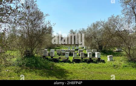 Ruches sur la prairie au printemps.Apiculture et production de miel.Ruches dans un apiaire avec des abeilles volantes vers les planches d'atterrissage.Apiculture et guérisse Banque D'Images