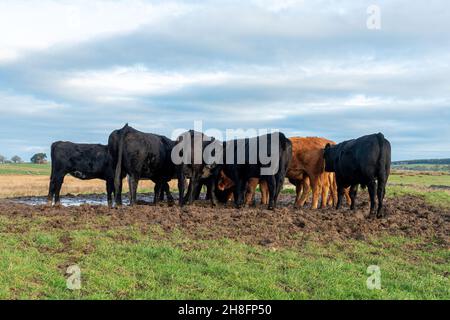 Les vaches se nourrissant à Mungrisdale dans le parc national de Lake District, Cumbria, Royaume-Uni.Vue sur la campagne agricole des hautes terres Banque D'Images