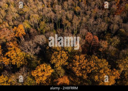 Une forêt à feuilles caduques avec des couleurs d'automne vues d'en haut à la fin de l'automne Banque D'Images