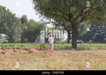 Pali Rajasthan, Inde - 3 novembre 2021.Photo en gros plan d'un ouvrier agricole indien et indien travaillant dans le champ Banque D'Images
