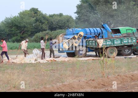 Un ouvrier indien exploitant des semences de guar (haricots en grappes) du champ à l'aide d'une machine et les ramassant dans un chariot à tracteur Banque D'Images