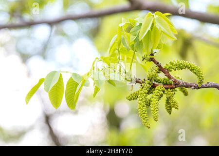 Fleurs de noyer.Noix jeunes feuilles et inflorescence sur fond de ville. Fleur de noyer sur la branche de l'arbre au printemps.Plantes de miel Ukraine Banque D'Images