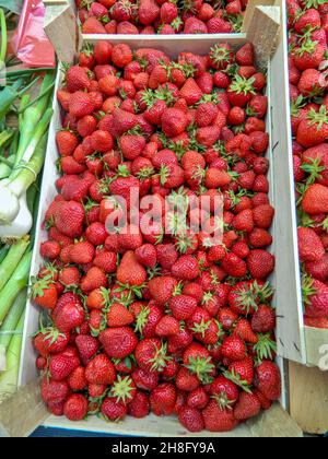 Des fraises rouges sucrées fraîchement cueillies sur le marché attendent le client. Banque D'Images