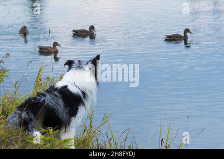 Border collie chien à un lac Banque D'Images