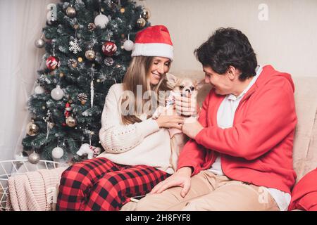 Couple romantique homme et femme donnant un chandail cadeau de Noël à chien chiot mignon chihuahua les vacances de Noël Banque D'Images