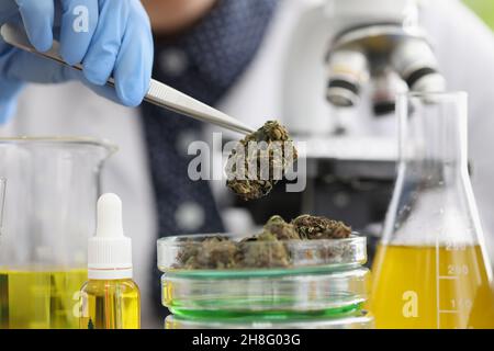 Contenant en verre contenant des bourgeons de marijuana placés pour examen en laboratoire Banque D'Images