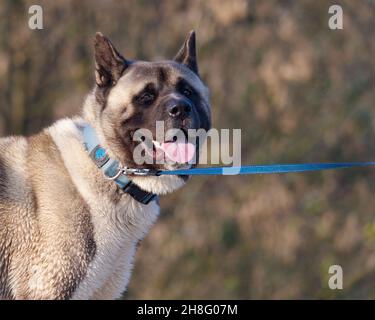 Portrait d'un chien Akita américain avec un collier debout à l'extérieur sur un fond flou Banque D'Images