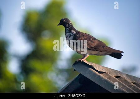 Pigeon de roche.Roche colombe.Pigeon commun Columba livia.C'est un membre de la famille des oiseaux Columbidae. Banque D'Images