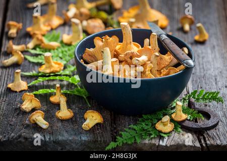 Champignons comestibles fraîchement cueillis dans la forêt.Champignons nobles et jaunes.Récolte d'automne dans la forêt. Banque D'Images