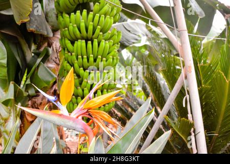 Gros plan de bananes vertes accrochées à un arbre à bananes Banque D'Images