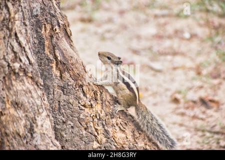 Les écureuils appartiennent à la famille des Sciuridae, une famille qui comprend des rongeurs de petite ou moyenne taille. Banque D'Images