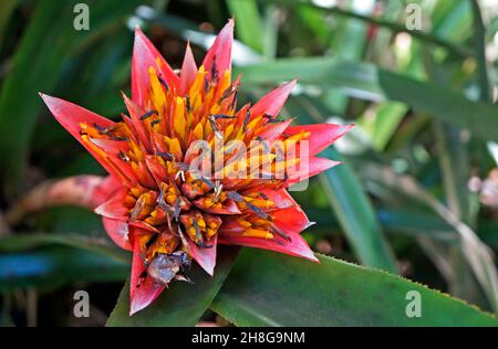 Inflorescence de la broméliade sur la forêt tropicale Banque D'Images