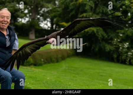Newent, Royaume-Uni - 27 juillet 2021 : oiseau vautour à capuchon volant bas et près d'un public membre lors d'un spectacle d'oiseaux de proie, vautour tenu captif et Banque D'Images