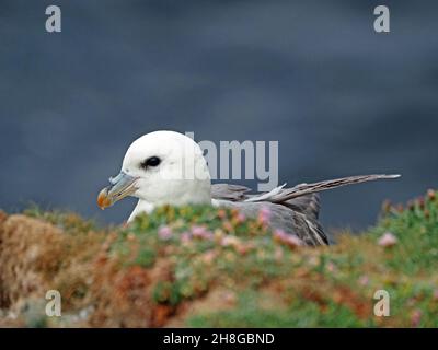 Gros plan de Northern Fulmar, ou Arctic fulmar (Fulmarus glacialis) - oiseaux de mer pélagiques à nez en tube qui tourment derrière la falaise à Orkney, en Écosse, au Royaume-Uni Banque D'Images