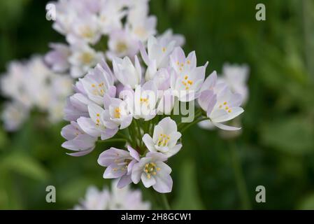 Ail à fleurs rosées (Allium roseum) fleurs roses sur les coulées d'une ampoule de jardin vivace ornementale, Berkshire, juin Banque D'Images