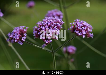 Vervain violet (Verbena bonariensis) tête de fleur rose-pourpre de grande plante de jardin ornemental, Berkshire, août Banque D'Images