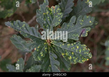 Dommages à la surface supérieure d'une feuille de chêne par une invasion de la face inférieure de la cynipide (Neuroterus quercusbaccarum), dans le Berkshire Banque D'Images