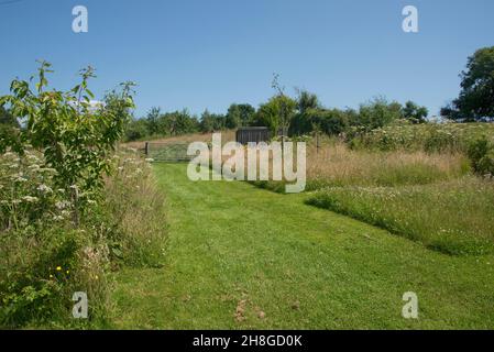 Jardin avec des chemins de mouwn entre des blocs de longue herbe plantée de fleurs sauvages et de petits arbres pour encourager la faune et les pollinisateurs, Berkshire, juillet Banque D'Images