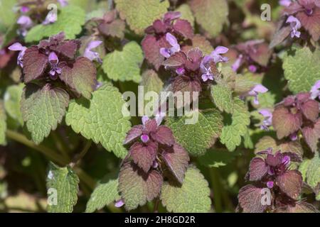Ortie morte rouge (Lamium purpueum) fleurs pourpres roses et feuilles de plantes herbeuses annuelles florales, Berkshire, avril Banque D'Images