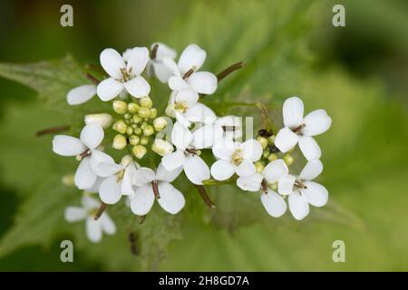Moutarde à l'ail ou Jack-by-the-hedge (Alliaria petiolata) White Floraison herbacée bisannuelle, Berkshire, mai