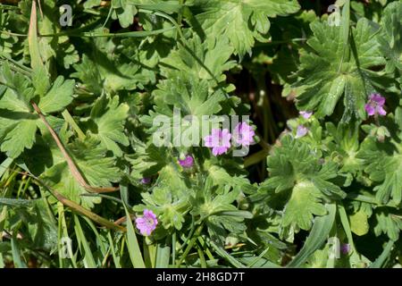 Feuilles et fleurs roses de plantes herbacées annuelles, Berkshire, mai Banque D'Images