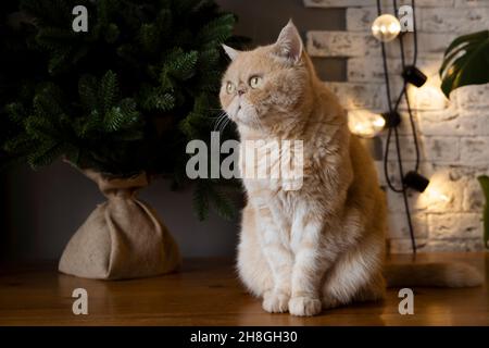 Chat de rivage exotique avec visage grincheux drôle assis sur une table près d'un petit arbre de noël Banque D'Images