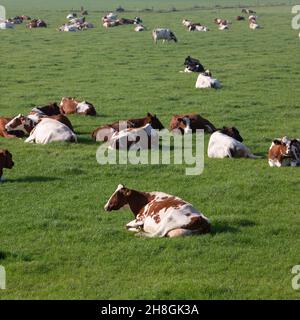 les vaches tachetées se trouvent dans un pré d'été vert herbacé près d'utrecht en hollande Banque D'Images