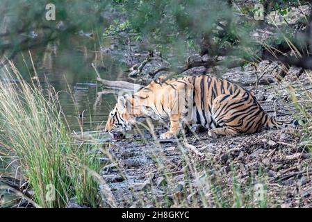 Un tigre assoiffé buvant de l'eau d'un lac dans la forêt de Ranthambore Banque D'Images